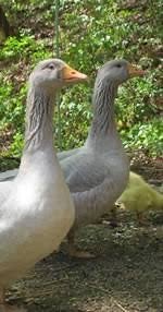 Jonge Frankische ganzen, Dieren en Toebehoren, Pluimvee, Meerdere dieren, Gans of Zwaan