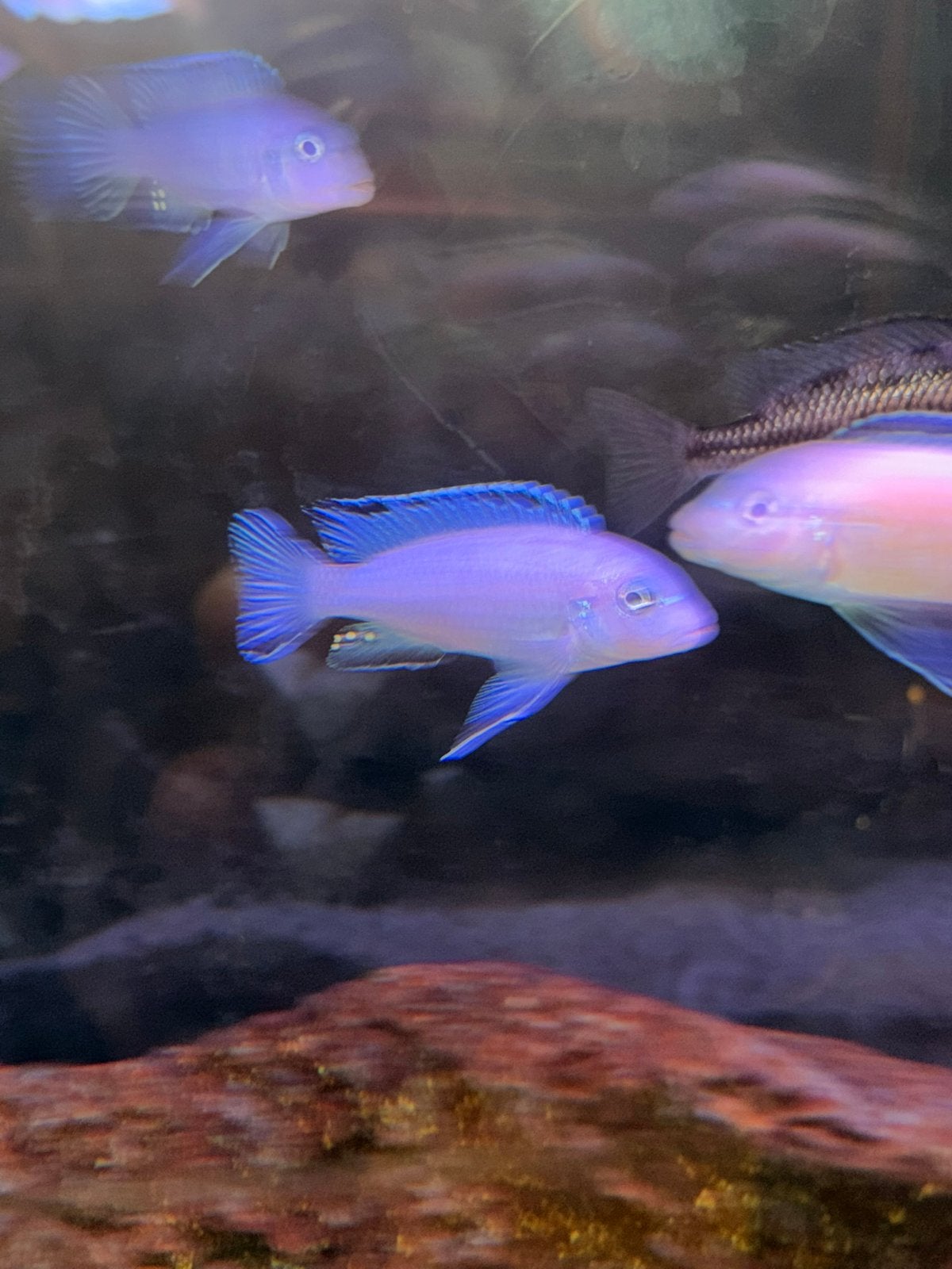 Malawi vissen, Dieren en Toebehoren, Vissen | Aquariumvissen, Vis
