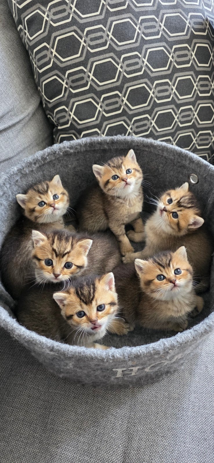 Britsekorthaar kittens te koop!, Meerdere dieren, Ontwormd, 0 tot 2 jaar