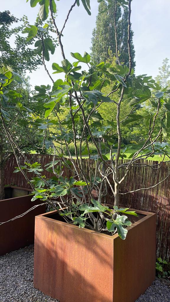 Gratis vijgenboom, Bloeit niet, Overige soorten, 100 tot 250 cm, Ophalen