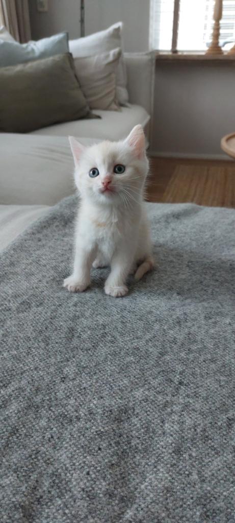 Lief nestje Maine Coon kittens / Perzische kittens, Dieren en Toebehoren, Katten en Kittens | Raskatten | Langhaar, Meerdere dieren