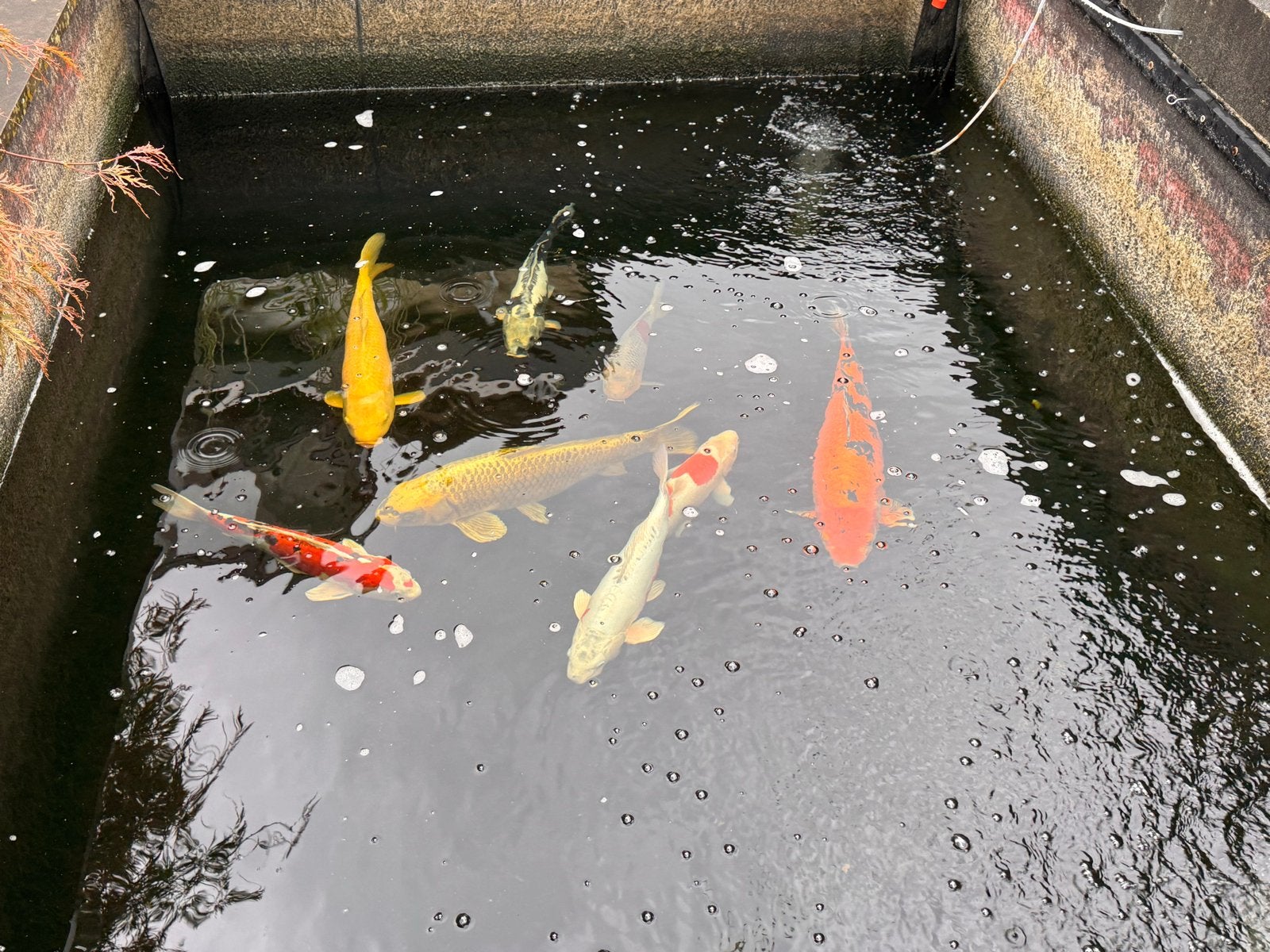 Japanse koi karpers, Karper of Koi