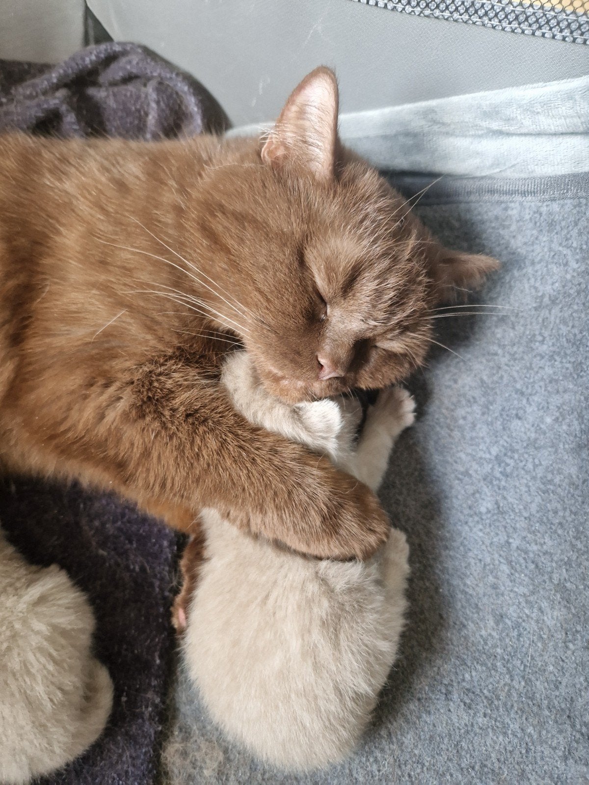 Nestje kittens - Britse Korthaar | raszuiver, Meerdere dieren, Ingeënt, 0 tot 2 jaar