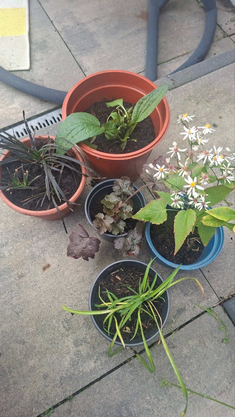 Stekjes van Tuinplanten, Ophalen, Overige soorten, Halfschaduw