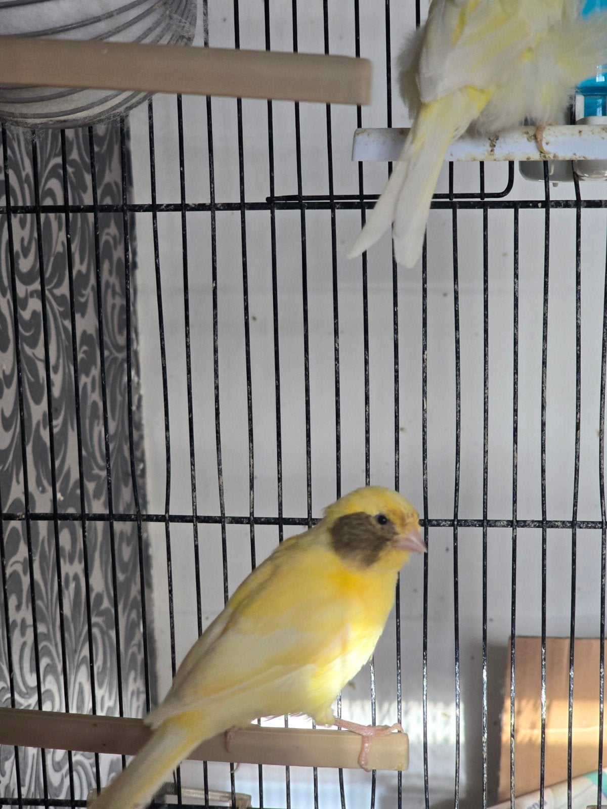 Kanarie 2 maanden oud