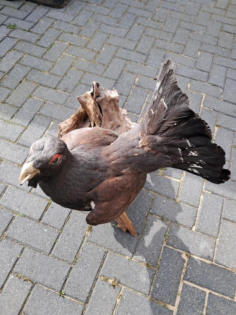 Grote opgezette auerhoen - taxidermie, Ophalen, Gebruikt, Vogel, Opgezet dier