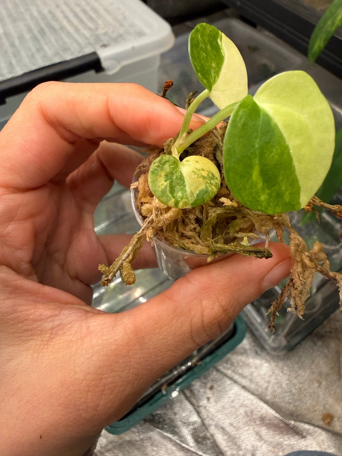 Anthurium Crystal Aurea x Michelle, Overige soorten, Vaste plant, Ophalen of Verzenden, Bloeit niet