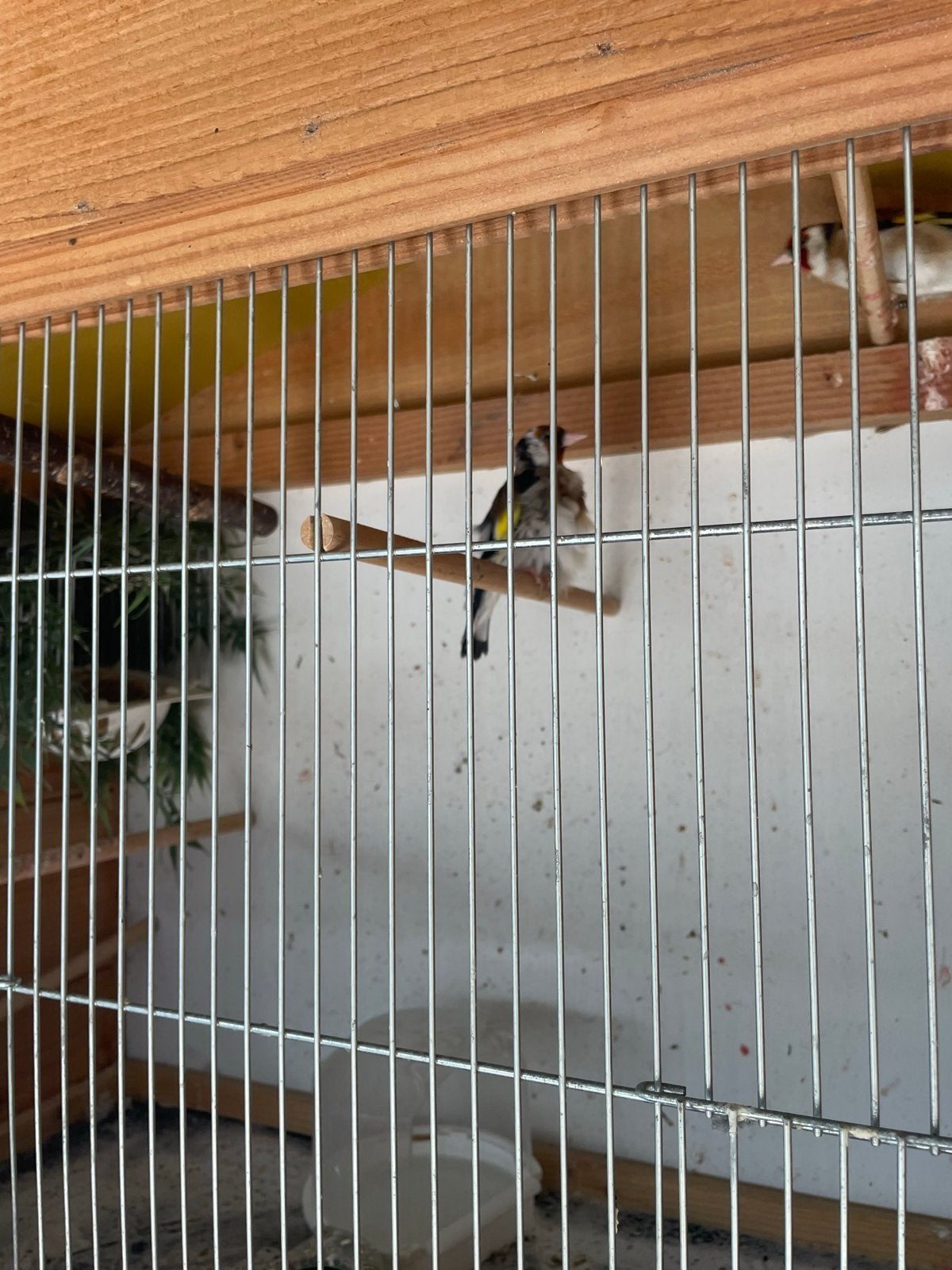 Majoor putter man, Mannelijk, Wildzangvogel