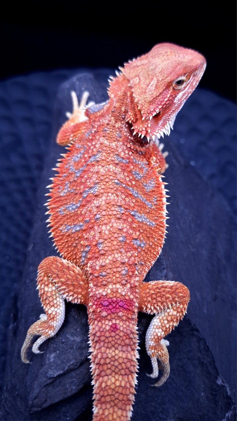 Red Hypo Blue Tiger Baardagaam vrouwtje 9 weken Bearded Dragon - female for sale from Design Dragons