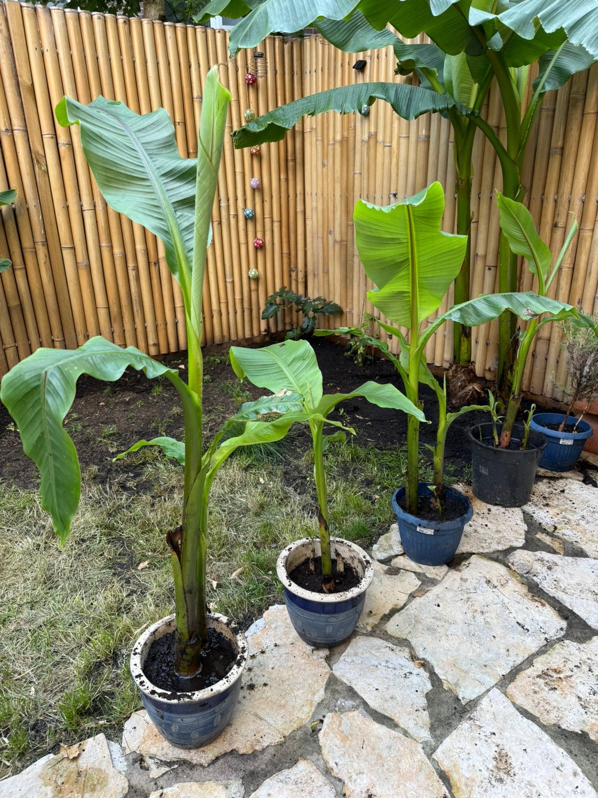 Musa basjoo Bananenplant, Ophalen, Volle zon, Knol