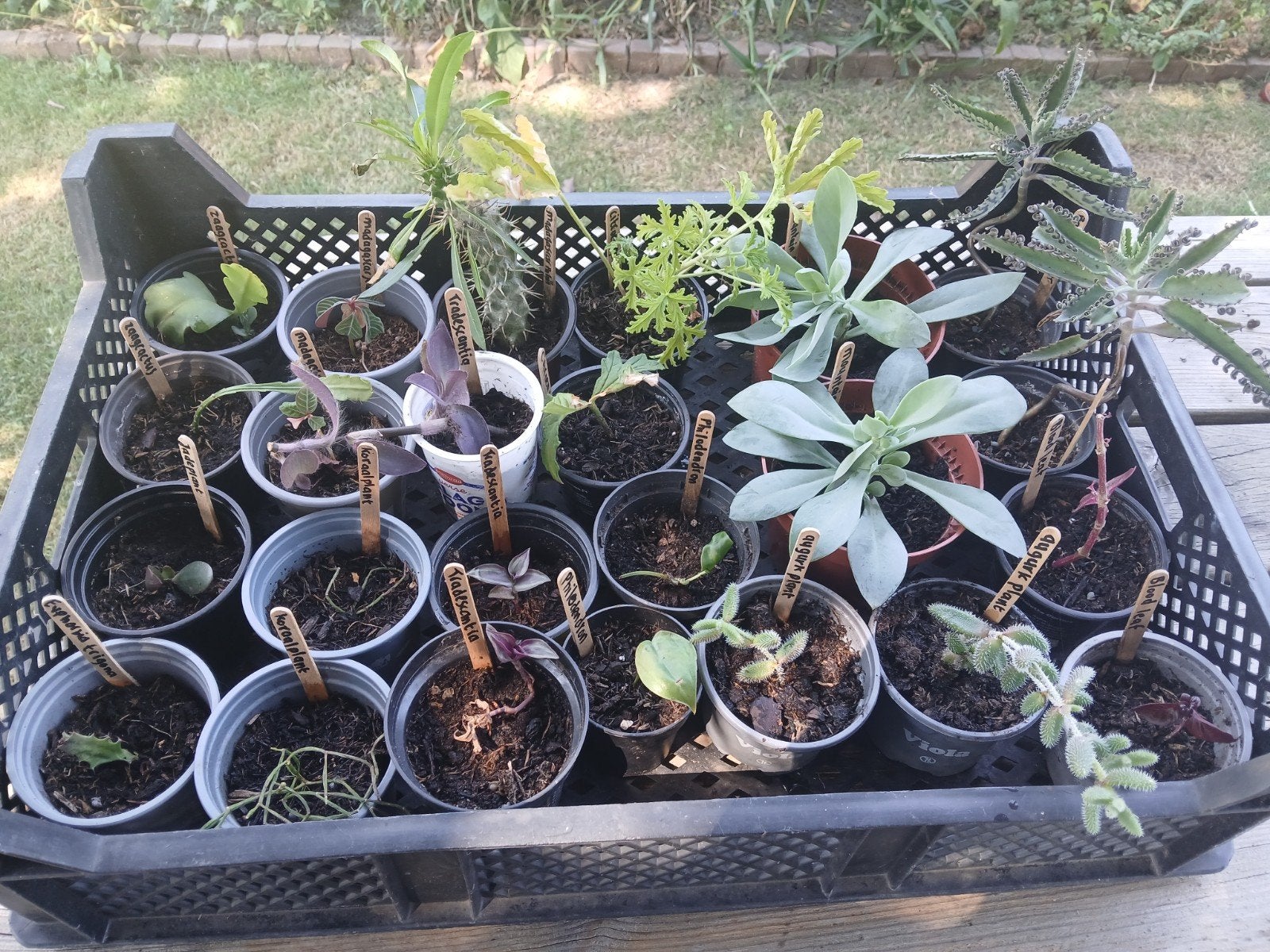 Planten en/of stekjes ruilen, Tuin en Terras, Planten | Tuinplanten, Ophalen, Overige soorten, Halfschaduw