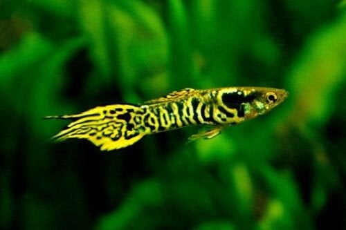 Guppy Endler Snake Skin - Locatie Bilzen BE, Vis, Zoetwatervis, Schoolvis