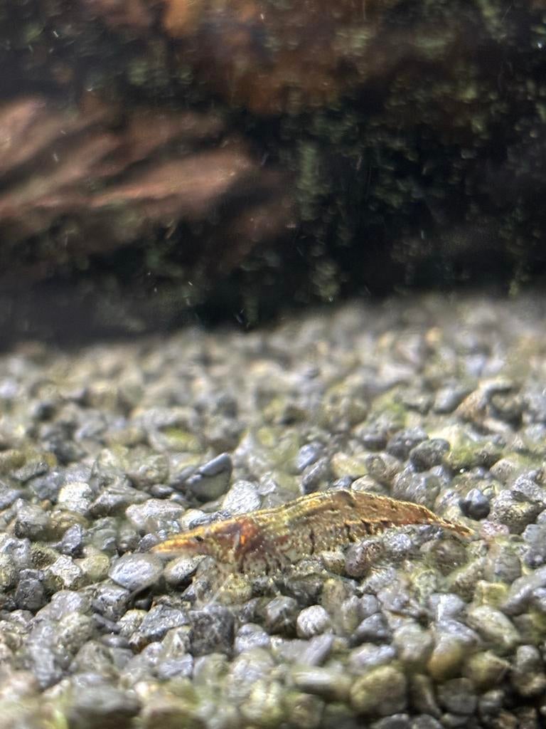 garnalen, Dieren en Toebehoren, Kreeft, Krab of Garnaal
