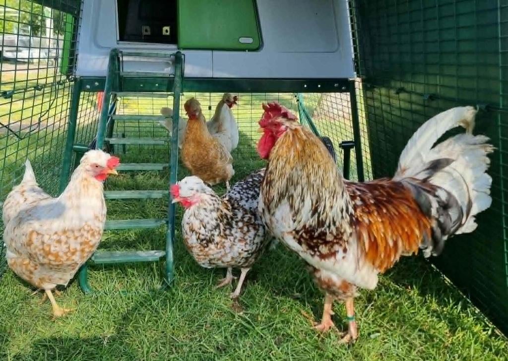 Broedeieren Zweedse bloemkip, Dieren en Toebehoren, Pluimvee, Geslacht onbekend, Kip