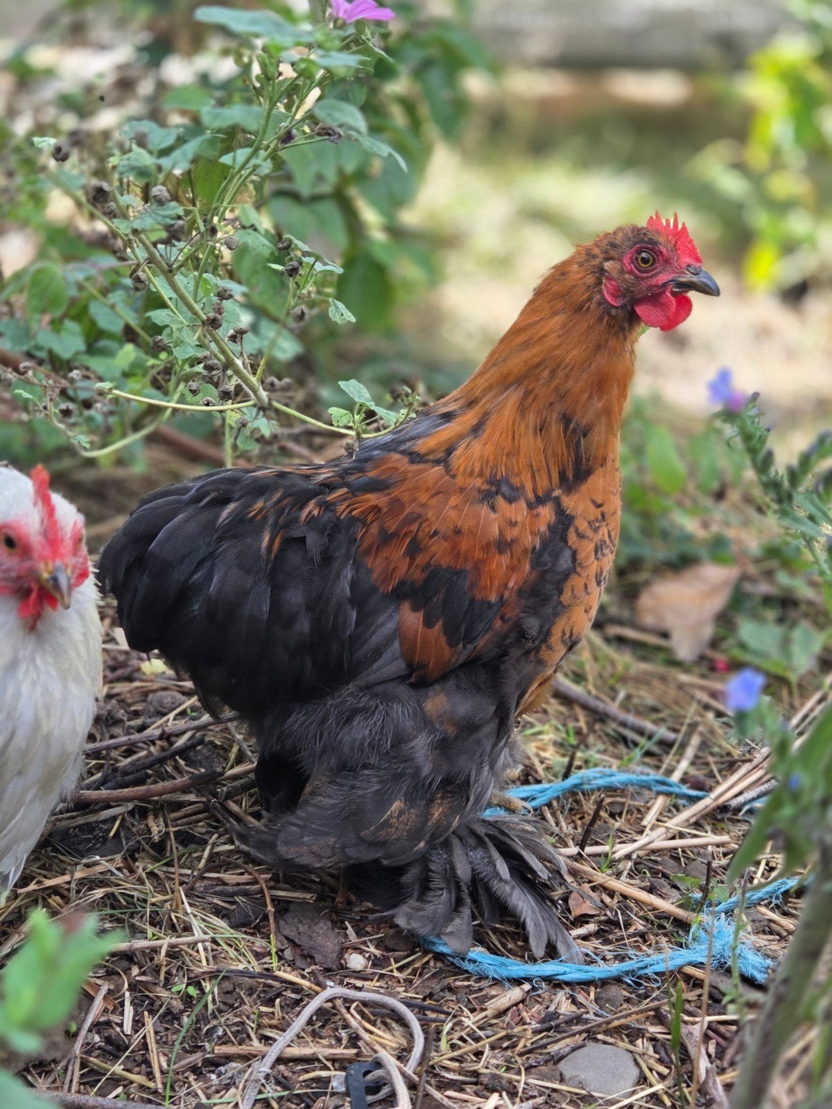 Dwerg cochin kriel, mooie jonge Haan (mei '26), Mannelijk, Kip