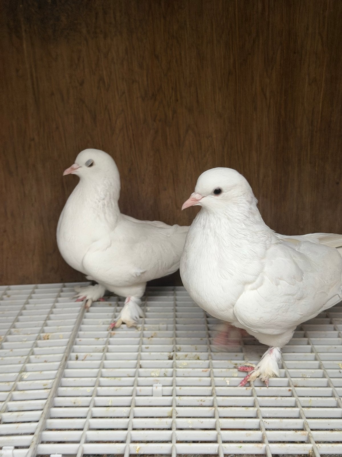 Takla wit, Dieren en Toebehoren