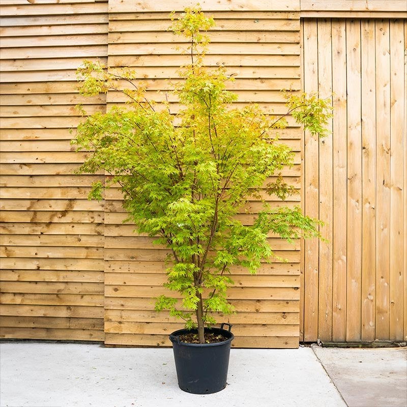 Acer palm. Orange Dream in diverse maten potkweek, Tuin en Terras, Planten | Tuinplanten, Ophalen, Bloeit niet, Overige soorten
