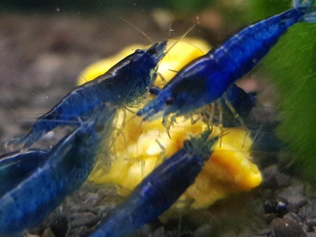 Hobbyaquarium  Blue dream garnalen high grade, Kreeft, Krab of Garnaal, Zoetwatervis