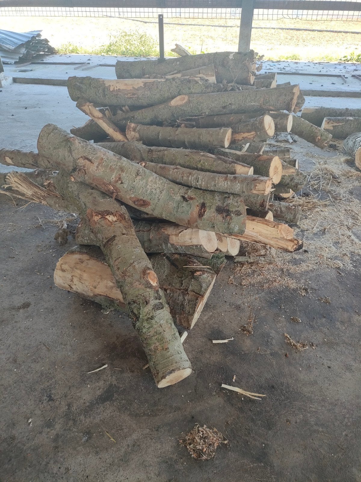 Vers gezaagde popelieren hout stammen, Tuin en Terras, Haardhout, 3 tot 6 m³, Ophalen, Overige houtsoorten, Stammen