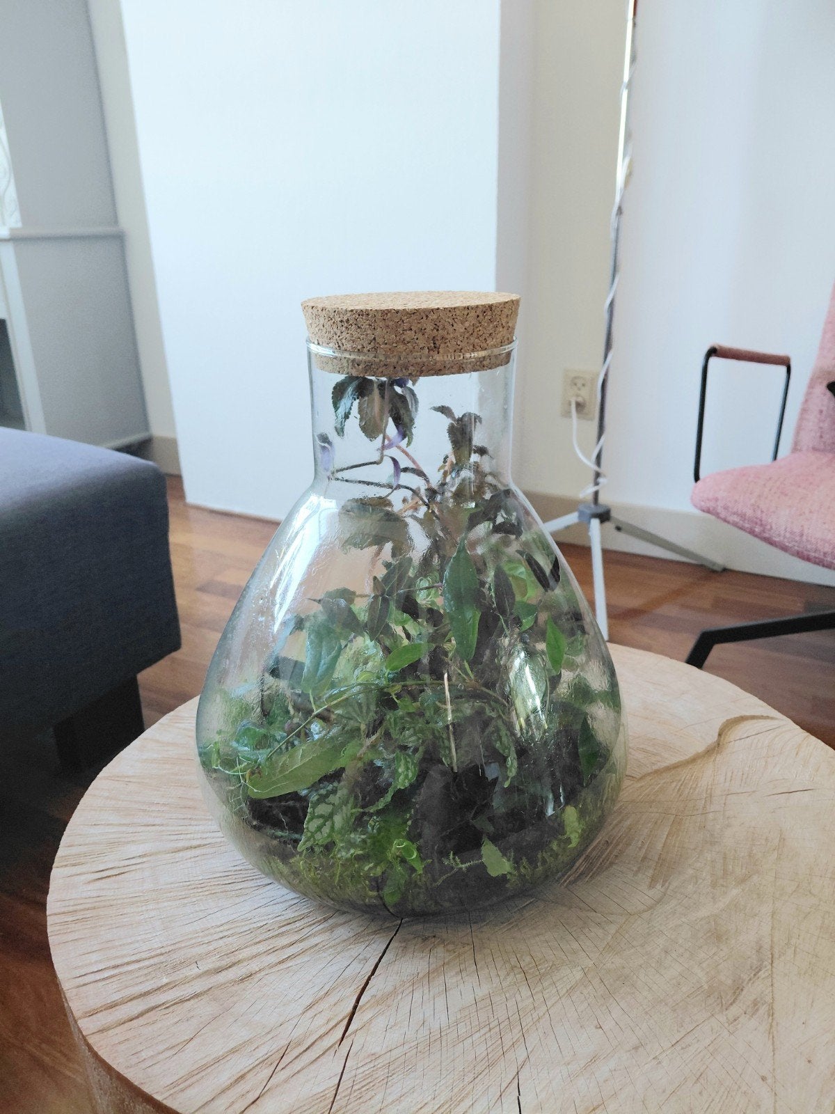 Terrarium met veel versch.planten, bv. de Begonia sp. China, Huis en Inrichting, Kamerplanten, Ophalen, Halfschaduw, Minder dan 100 cm