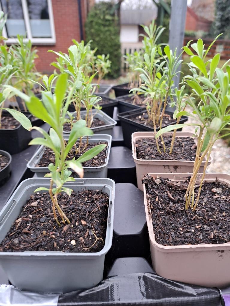 Erysimum ivory white. Muurbloem, Tuin en Terras, Ophalen, Overige soorten