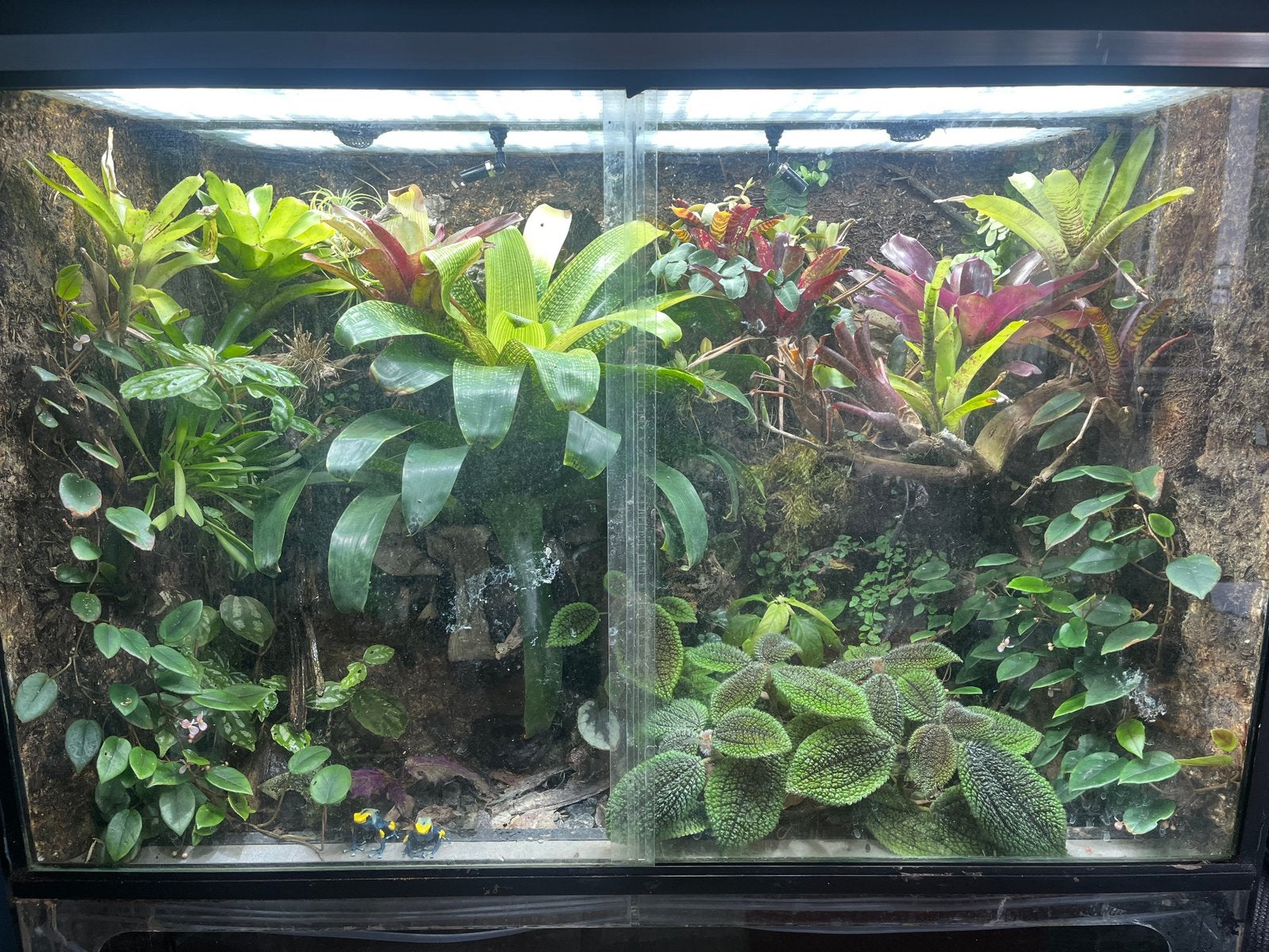 Paludarium 90x50x70cm, incl. alle toebehoren, Dieren en Toebehoren, Ophalen, Zo goed als nieuw