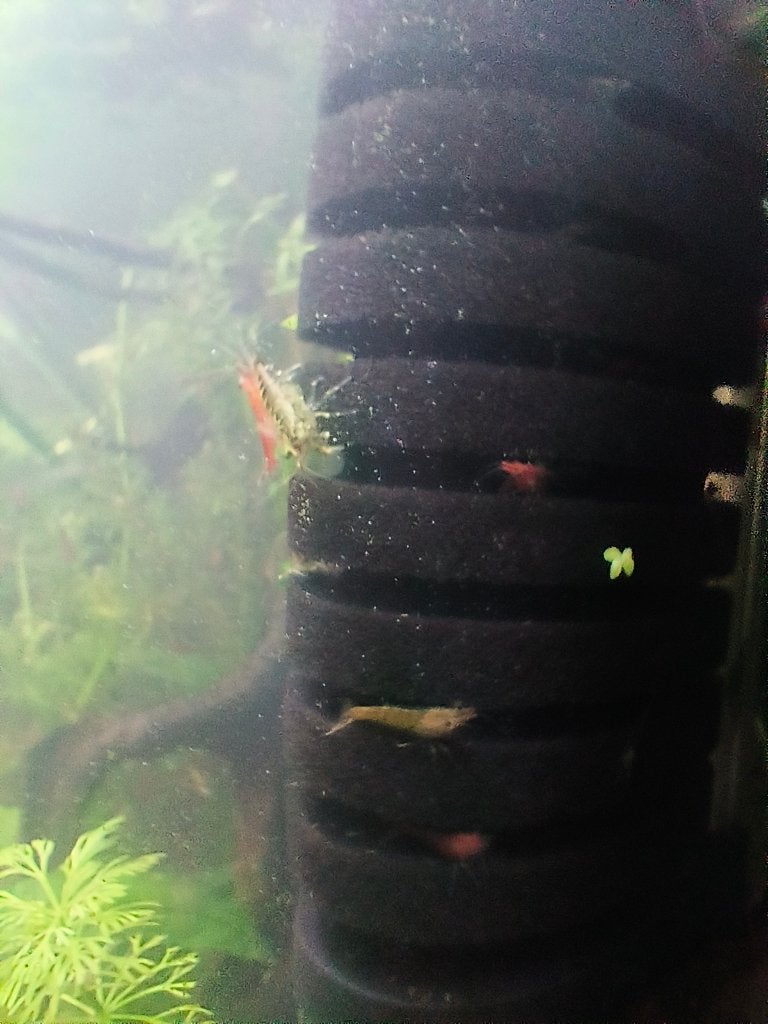 LOW GRADE CHERRY GARNALEN, Kreeft, Krab of Garnaal, Zoetwatervis, Schoolvis