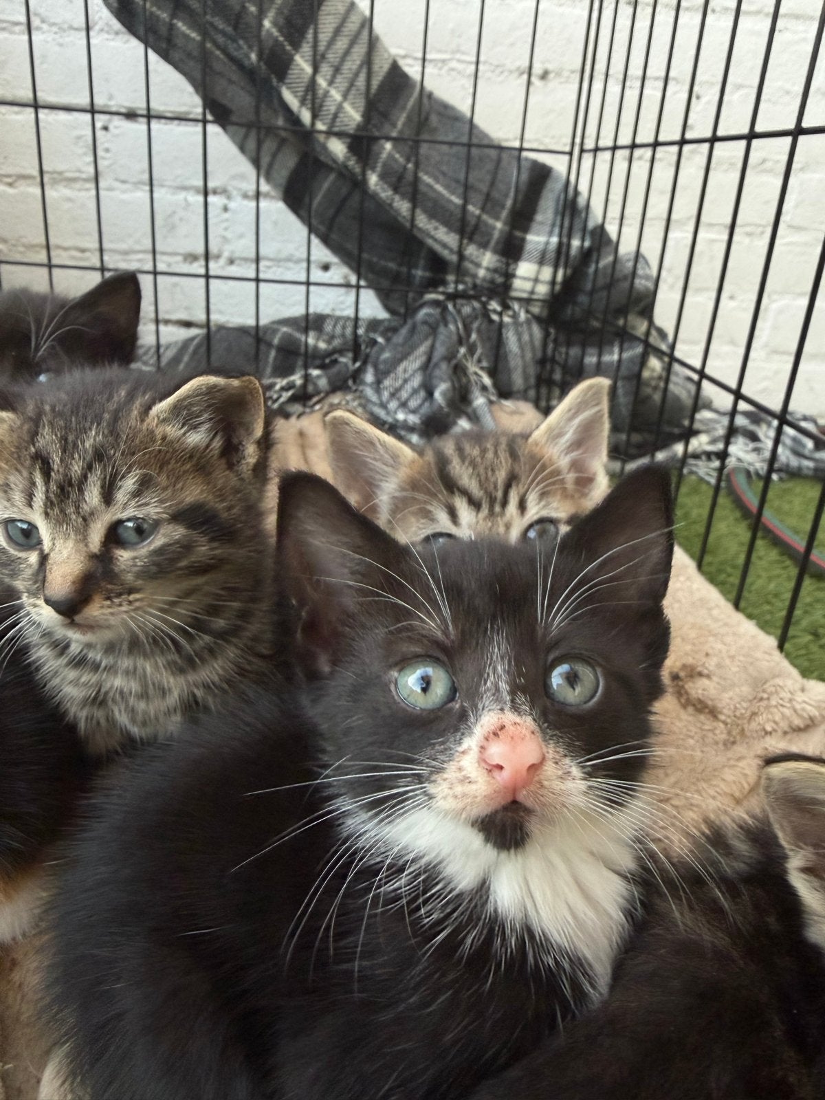 Kitten, Dieren en Toebehoren, Katten en Kittens | Overige Katten, Poes, 0 tot 2 jaar