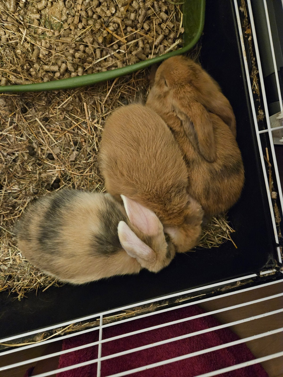 Nederlandse hangoordwerg, Dieren en Toebehoren, September