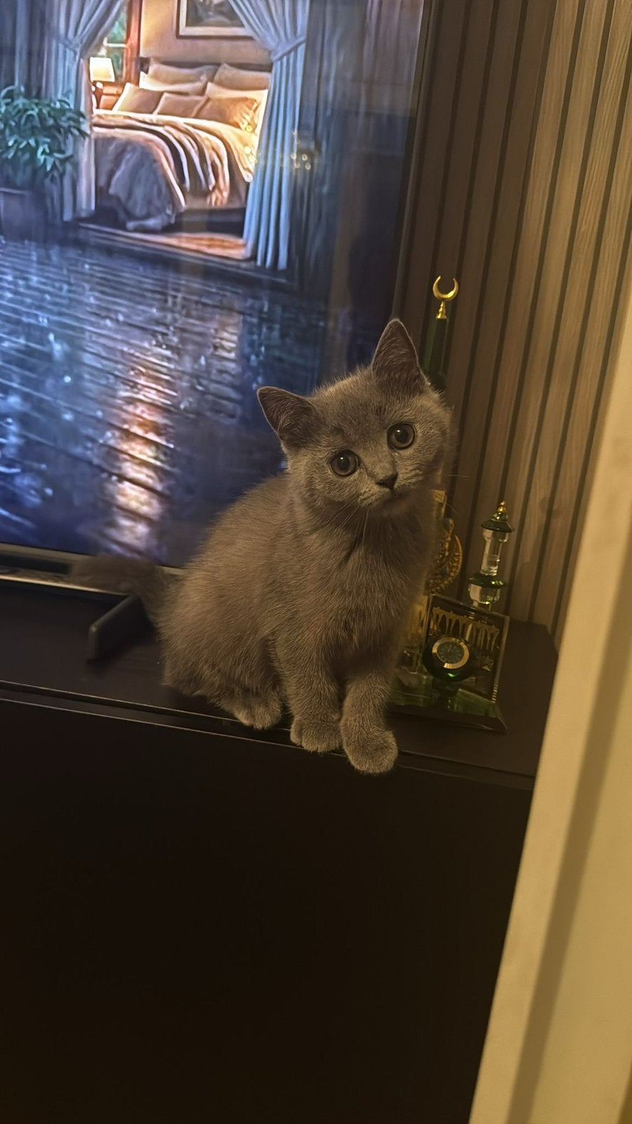 Birtse korthaar kater en poes, Dieren en Toebehoren, Katten en Kittens | Raskatten | Korthaar, Meerdere dieren, Ontwormd, 0 tot 2 jaar