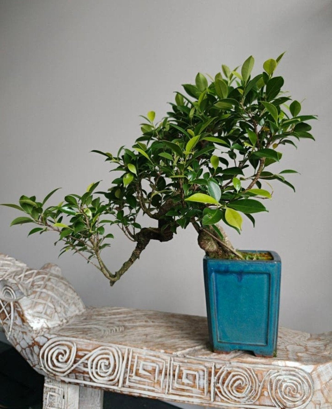 Ficus Retusa Cascade Bonsai, Bloeit niet, Halfschaduw, Minder dan 100 cm, Overige soorten