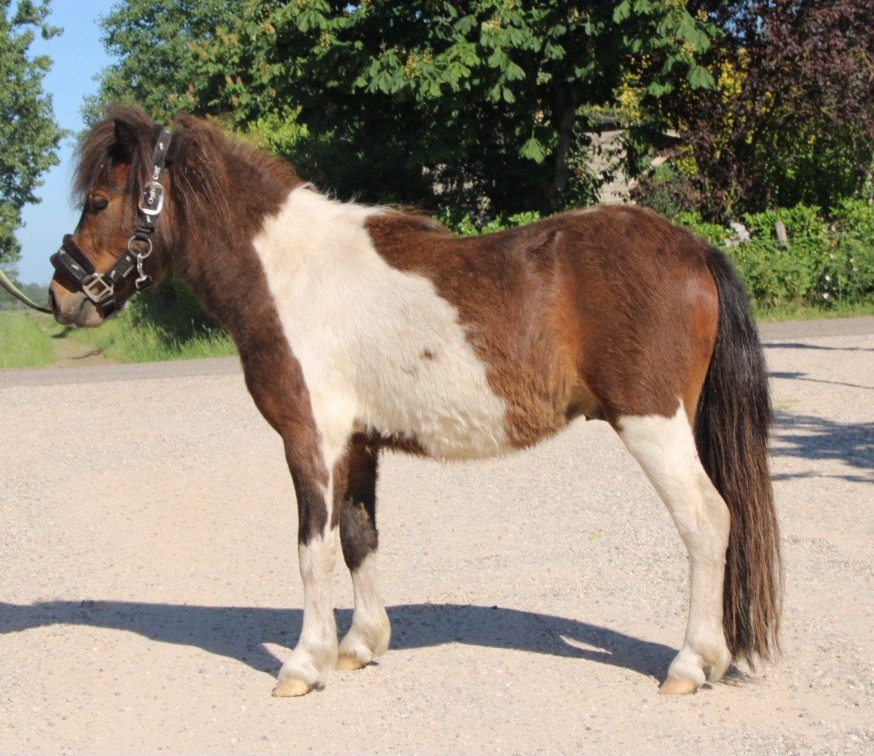 Te koop 7 super knappe shetlander en een betuigd A pony, Dieren en Toebehoren, Pony's, Ruin, A pony (tot 1.17m), Recreatiepony