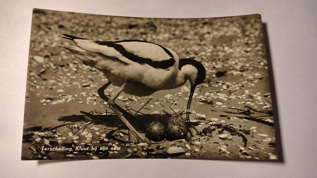 Terschelling Kluut bij zijn nest, Verzamelen, Ophalen of Verzenden, 1980 tot heden, Waddeneilanden