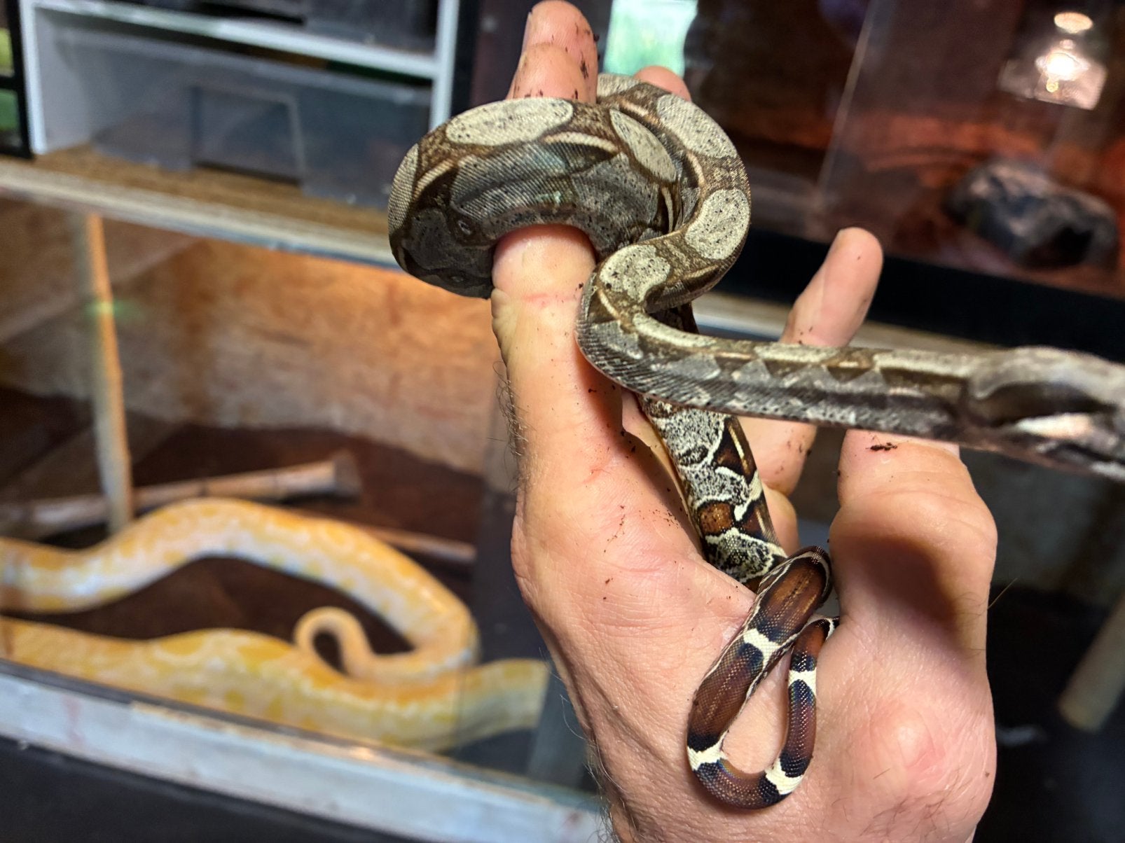 Boa constrictor Roodstaartboa Boa Constrictor photo 2