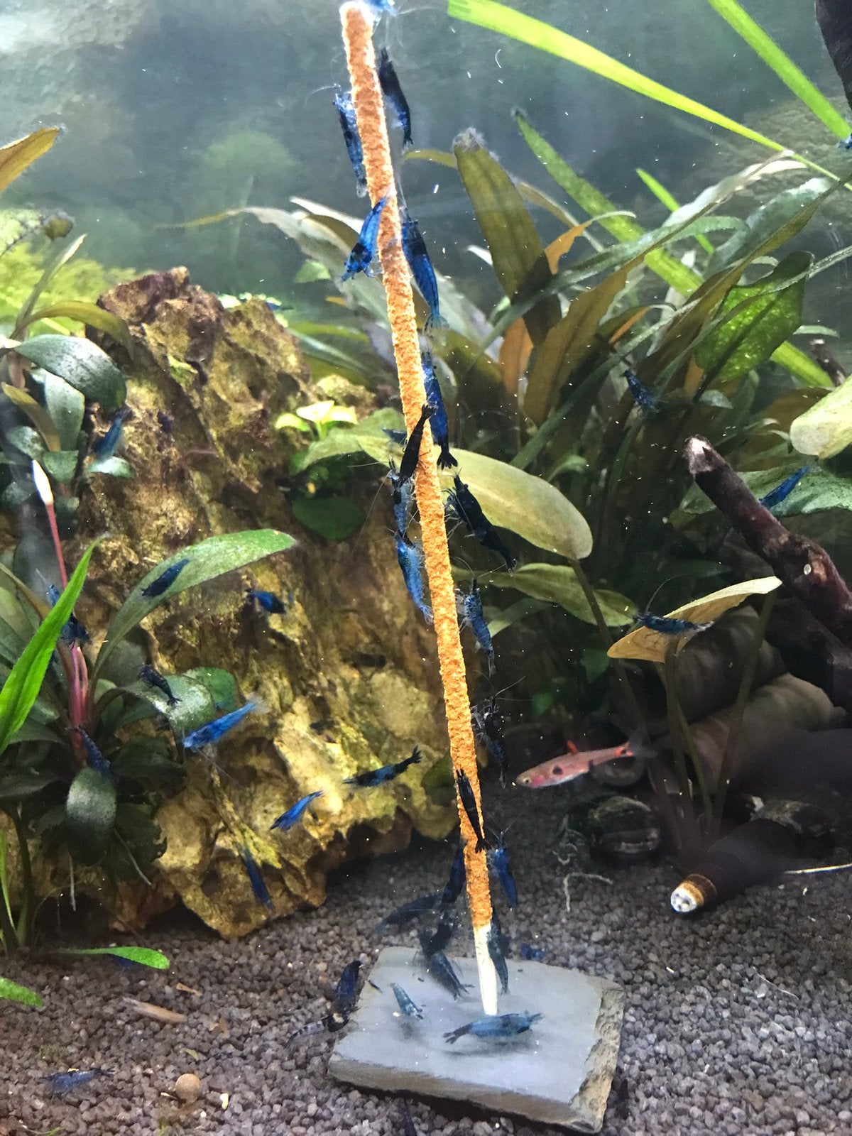 Blue dream garnalen, op leidingwater gekweekt, Dieren en Toebehoren, Vissen | Aquariumvissen, Kreeft, Krab of Garnaal