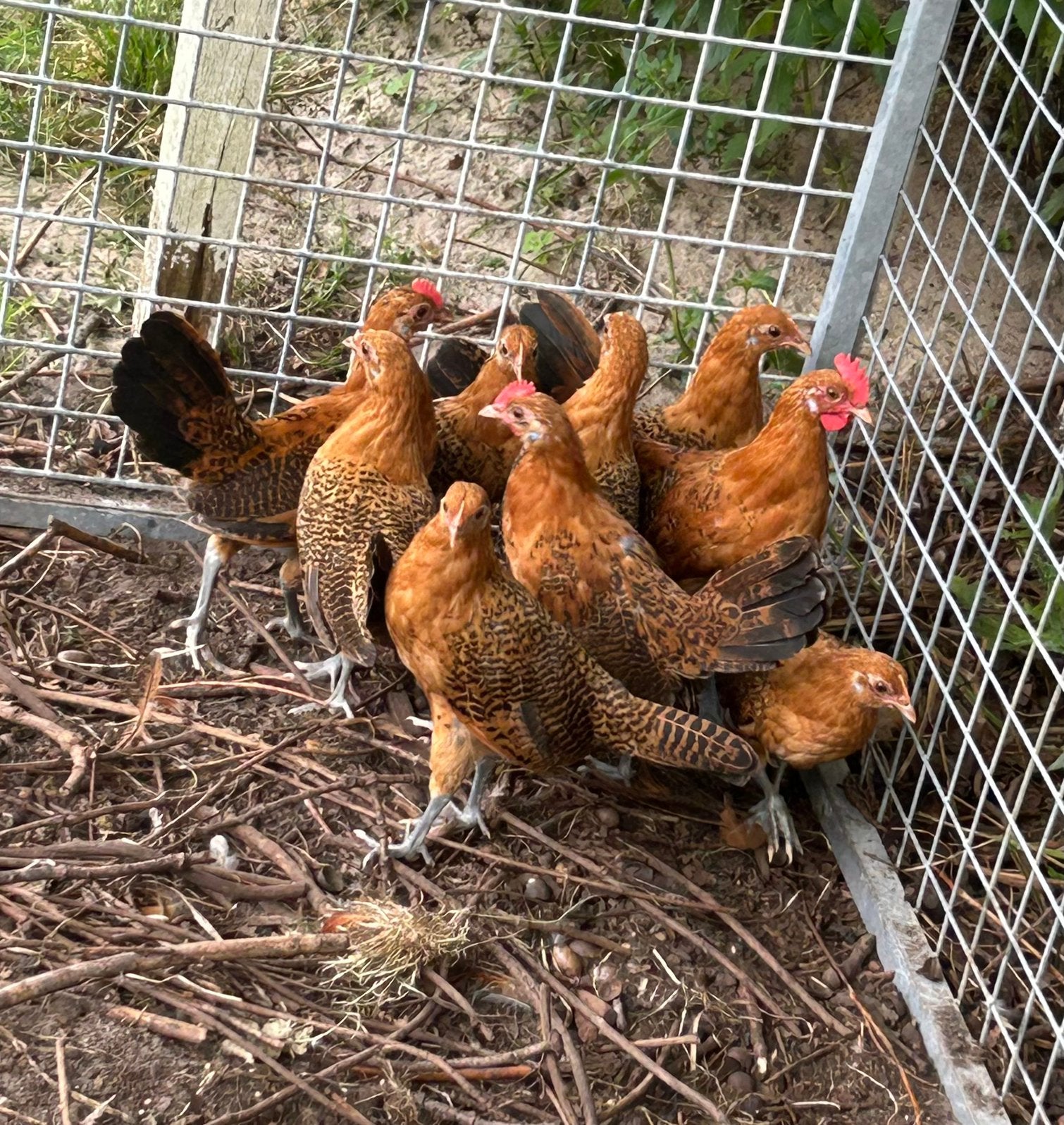 3 goudpelhanen kriel, Dieren en Toebehoren, Pluimvee, Mannelijk, Kip