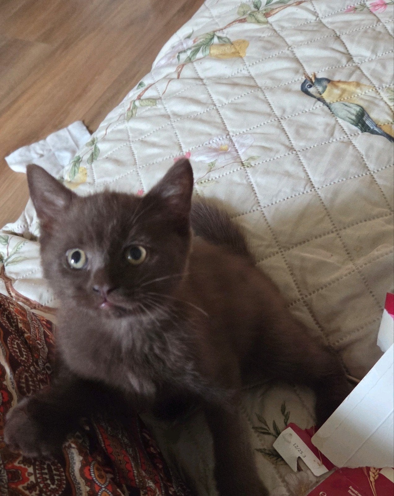 Britse korthaar chocolate kitten, Kater, Ingeënt