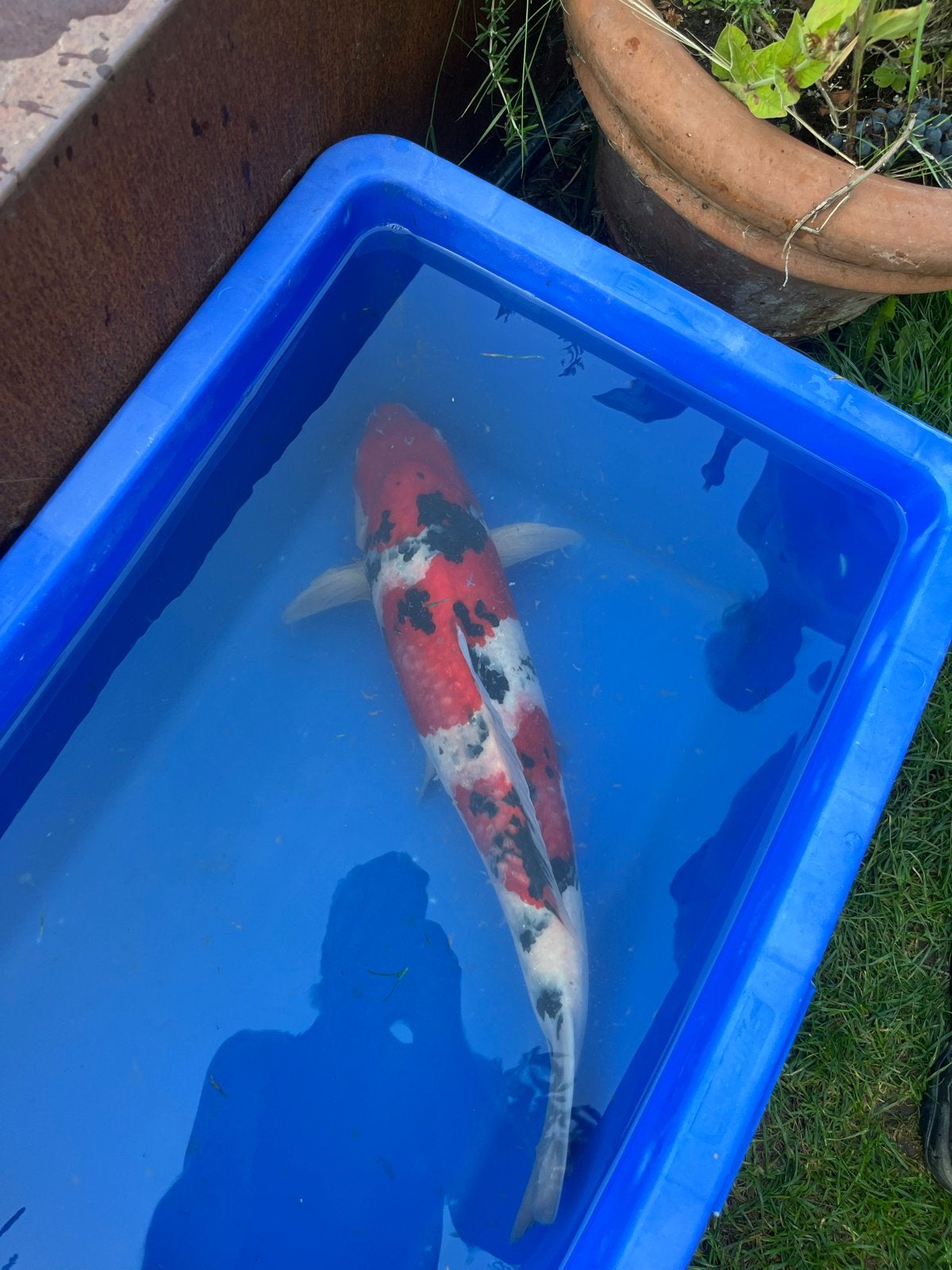 sanke 55cm, Dieren en Toebehoren, Vissen | Vijvervissen, Karper of Koi