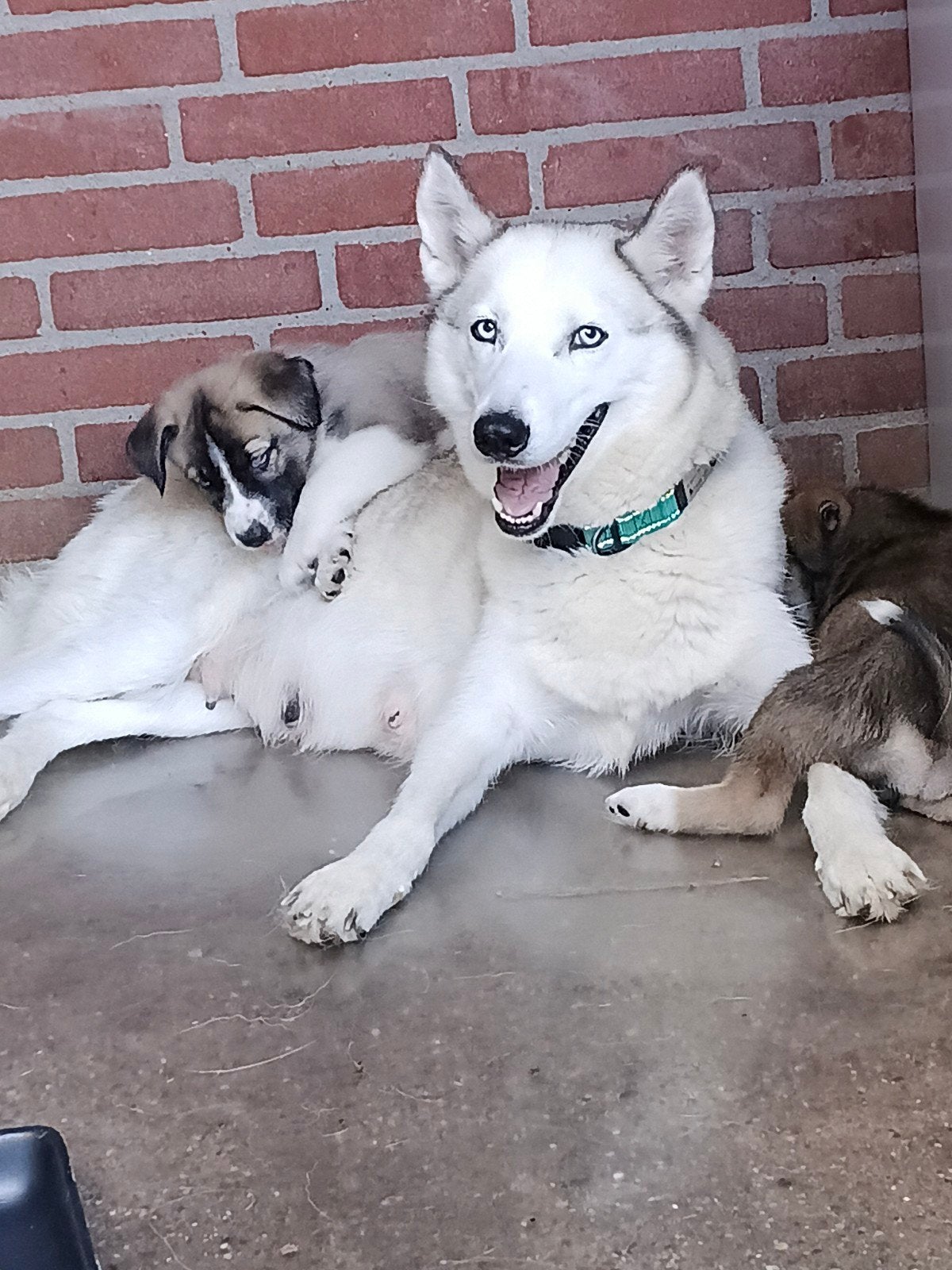 De allerliefste stoerste puppy's (Husky x herder, Dieren en Toebehoren, Honden | Niet-rashonden, 8 tot 15 weken, Meerdere, Meerdere dieren