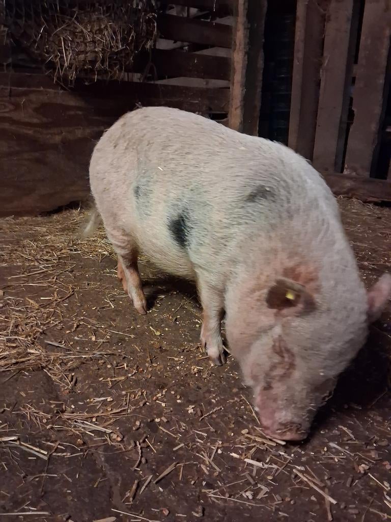 Super sociaal mini varken, Dieren en Toebehoren, Mannelijk, Varken, 0 tot 2 jaar