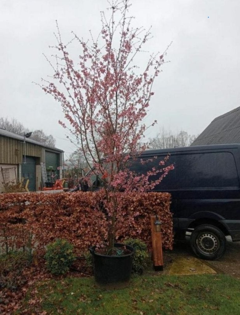 Diverse sierkersen in pot, Tuin en Terras, Planten | Bomen, Overige soorten, Lente, 250 tot 400 cm, Ophalen