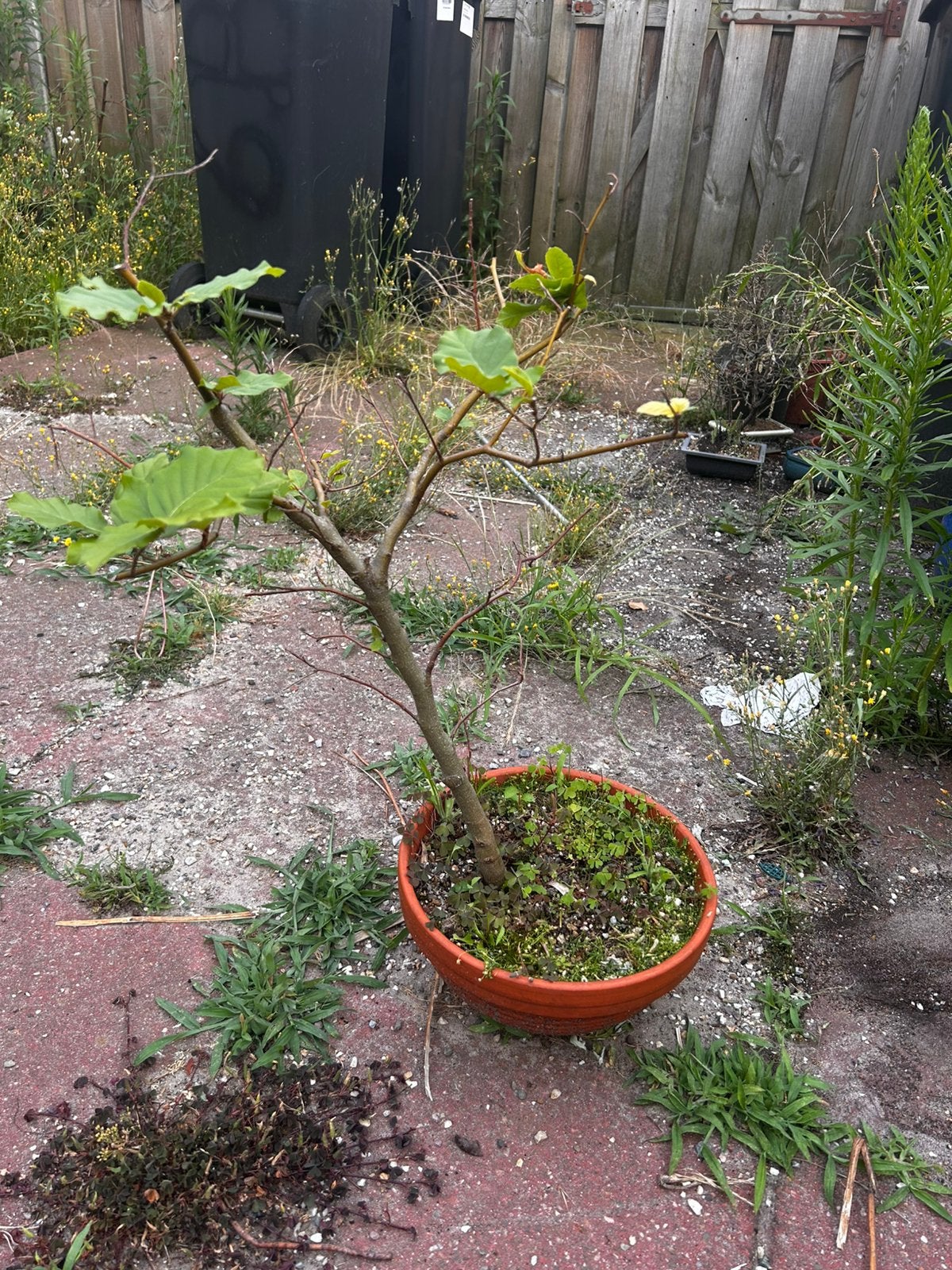 Beuk bonsai, Vaste plant, Bloeit niet, Halfschaduw, Ophalen