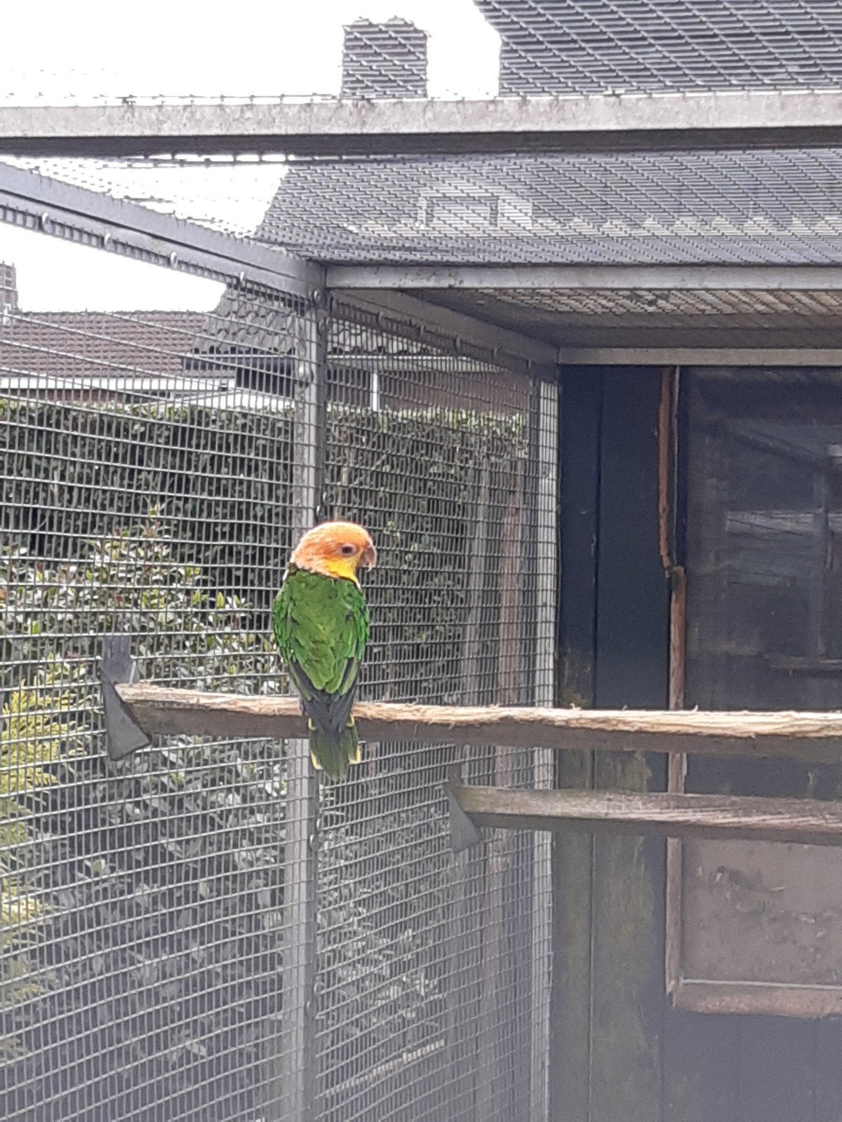 caique, Geslacht onbekend, Papegaai, Geringd