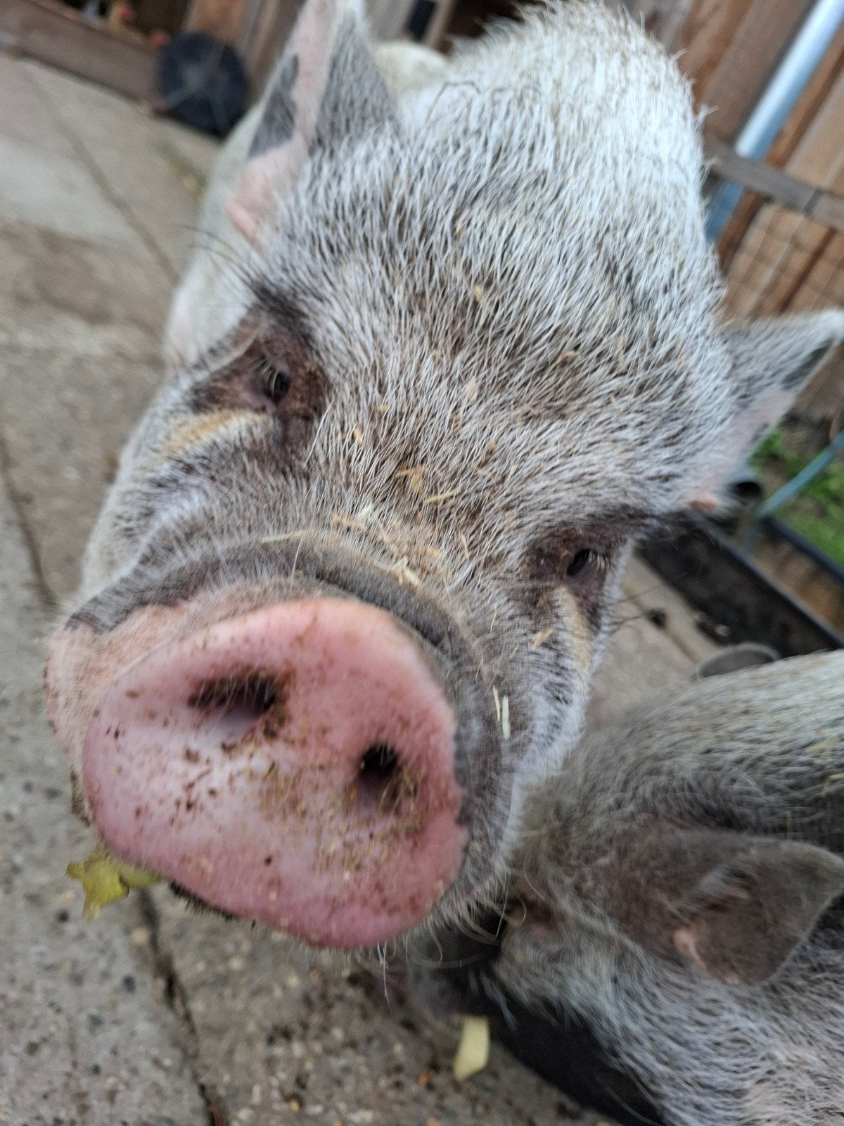 Dekbeer gezocht mini varken, Dieren en Toebehoren, Geslacht onbekend, Varken, 0 tot 2 jaar