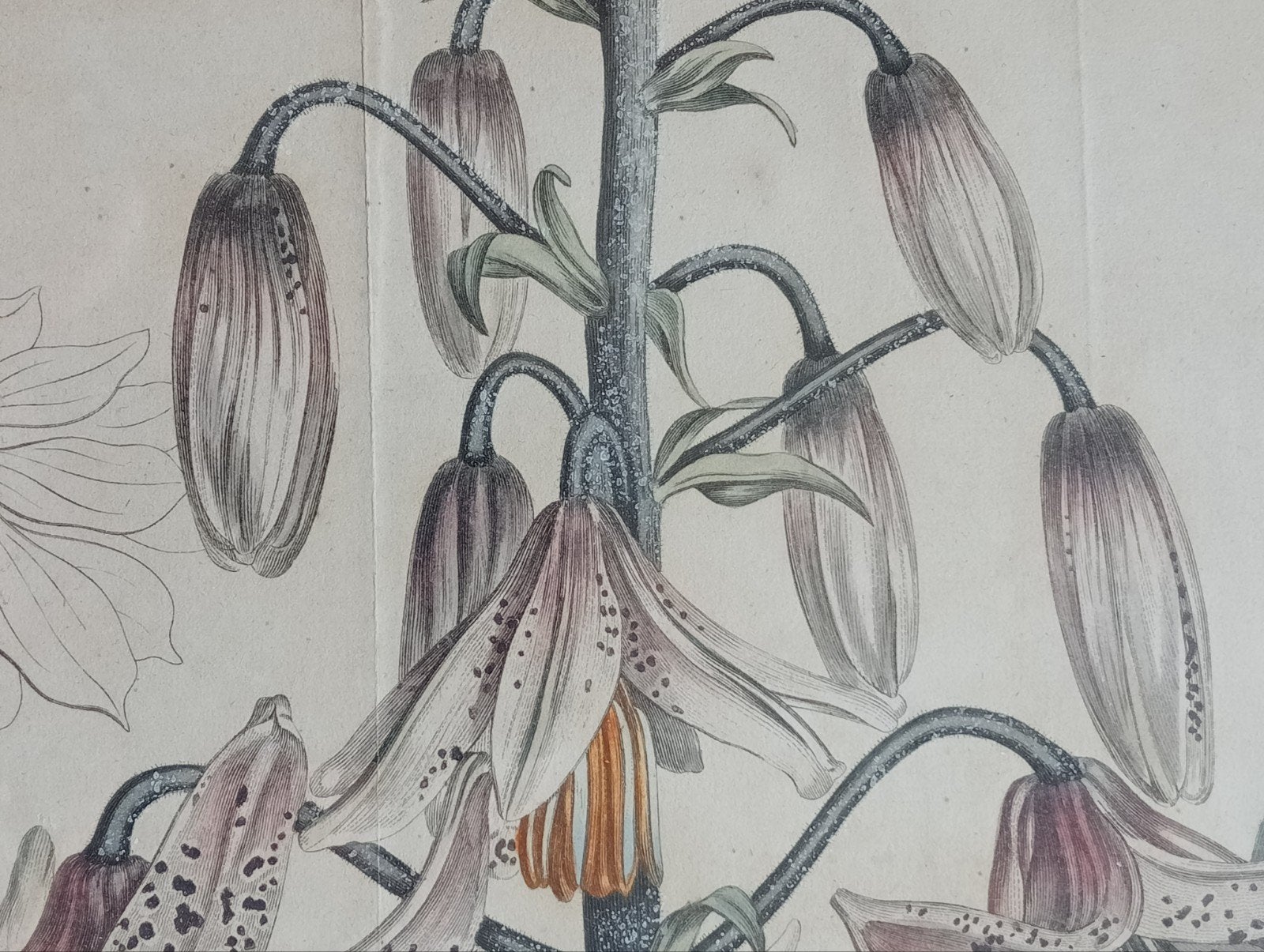 Turkse Lelie Botanische Gravure 1805, Antiek en Kunst, Ophalen of Verzenden