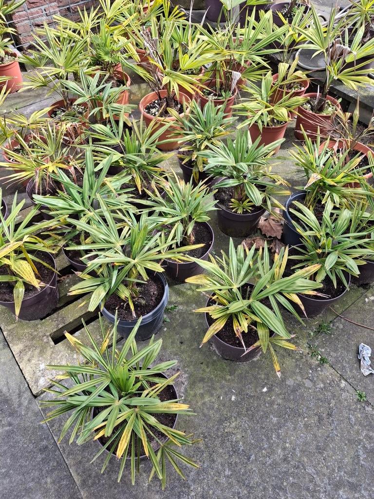 Palmboom trachycarpus fortunei winterhard, Ophalen, Overige soorten, Volle zon
