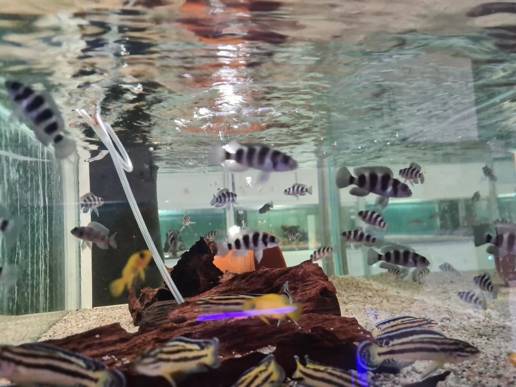 Neolamprologus Tretocephalus Tanganyika Cichliden, Vis, Zoetwatervis