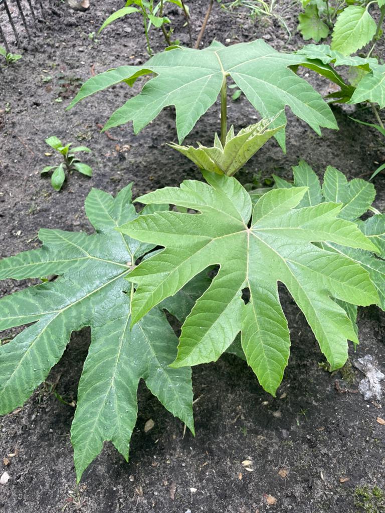 Rijstpapierplant, Tetrapanax, Tuin en Terras, Planten | Tuinplanten, Ophalen of Verzenden, Overige soorten, Halfschaduw