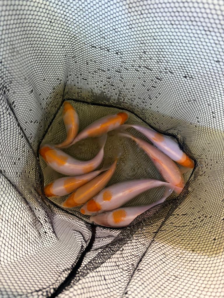 Koi karpers 20 - 25 cm, Antiek en Kunst, Kunst | Schilderijen | Abstract, Ophalen