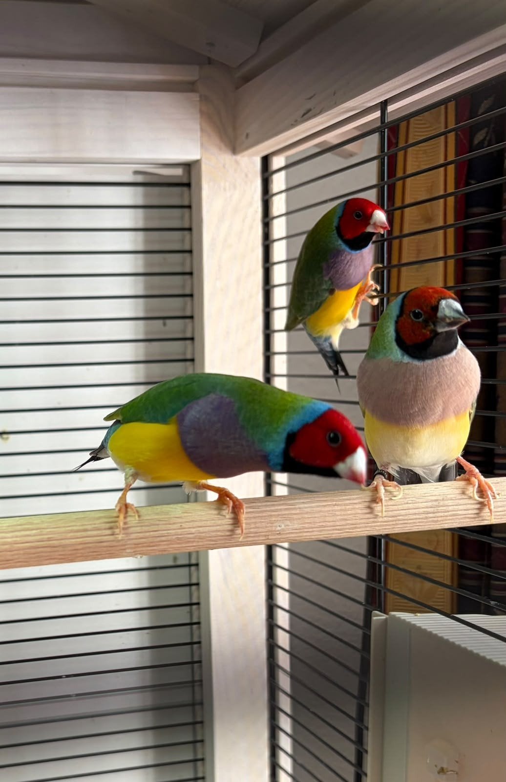 gould amadines 5 stuks, Dieren en Toebehoren, Geslacht onbekend, Tropenvogel